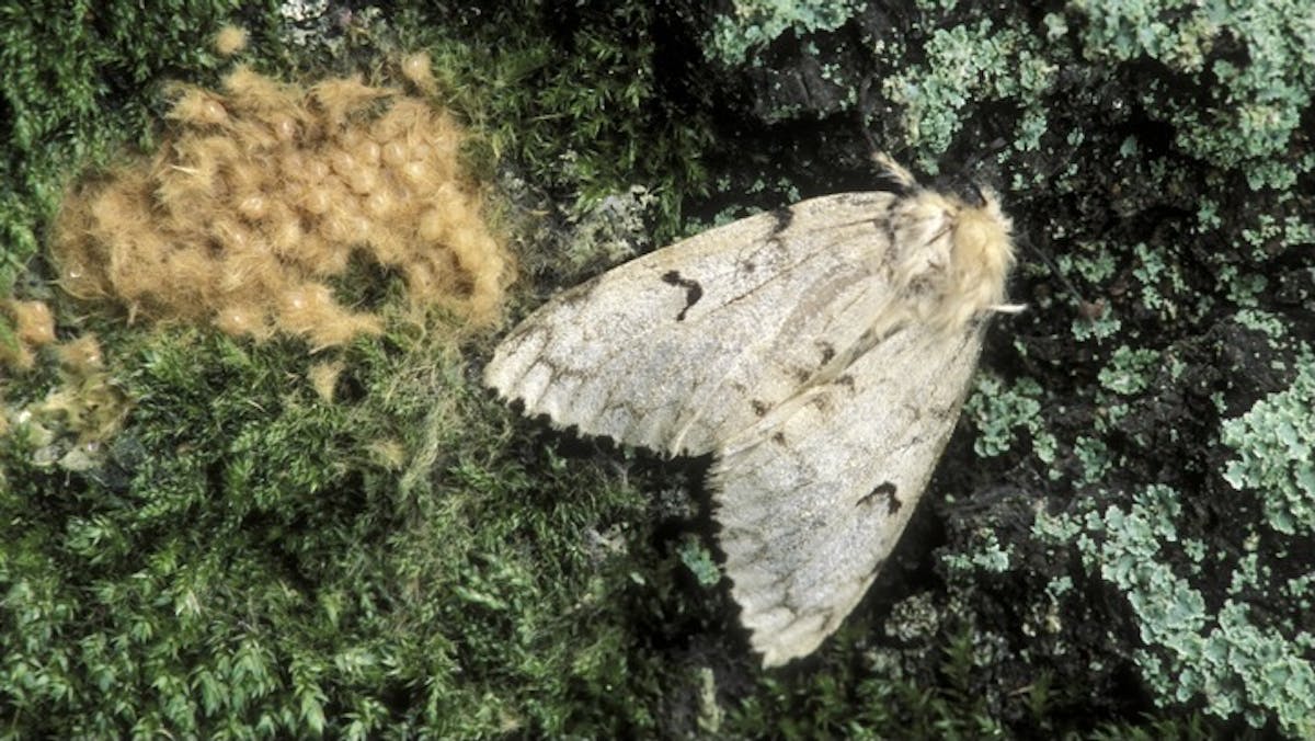 Insect Experts Want To Rename Gypsy Moths Over Fears Term Is 