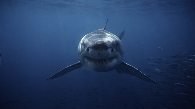 great white shark,carcharodon carcharias, swimming,south australia - stock photo Gerard Soury via Getty Images