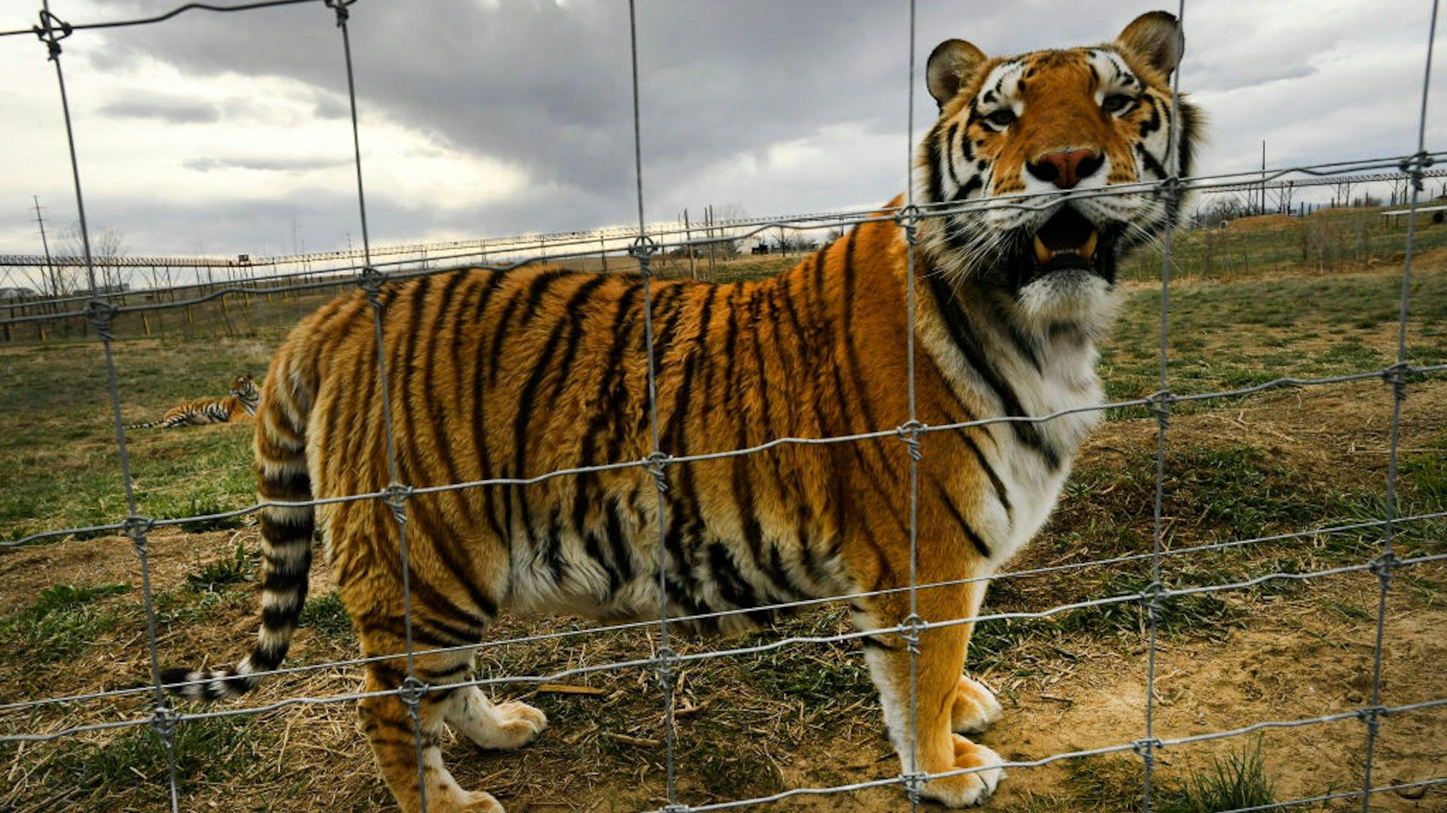 KEENESBURG, COLORADO - APRIL 1: A young tiger relaxes in his open enclosures enjoying a once unimagined life of freedom at the Wild Animal Sanctuary on April 1, 2020 in Kennesburg, Colorado. These tigers are among 45 tigers the sanctuary rescued from Joe Exotic's Greater Wynnewood Animal Park in Florida which is the subject of a recently released miniseries on Netflix called The Tiger King. There are an estimated 70 tigers still living in his animal parks. The sanctuary got 39 of the tigers in 2017 and just brought back another six driving 26 hours overnight to get them back to Colorado. The Wild Animal Sanctuary is a 720 acre refuge home to more than 450 lions, tigers, bears, wolves and other rescued carnivores. (Photo by Helen H. Richardson/MediaNews Group/The Denver Post via Getty Images)