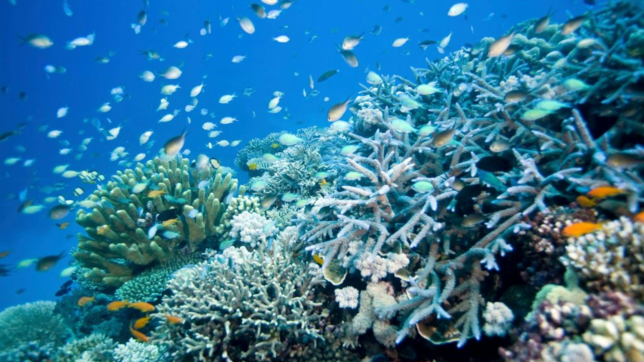 Reef scene with fish and corals. Wheeler Reef, Great Barrier Reef off Townsville, Queensland, Australia. (Photo by Auscape/Universal Images Group via Getty Images)