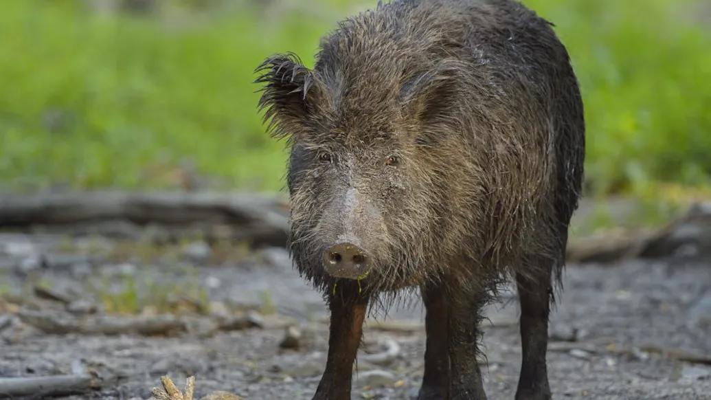 Radioactive Boar-Pig Hybrids Emerge From Fukushima Disaster Site, According To Study
