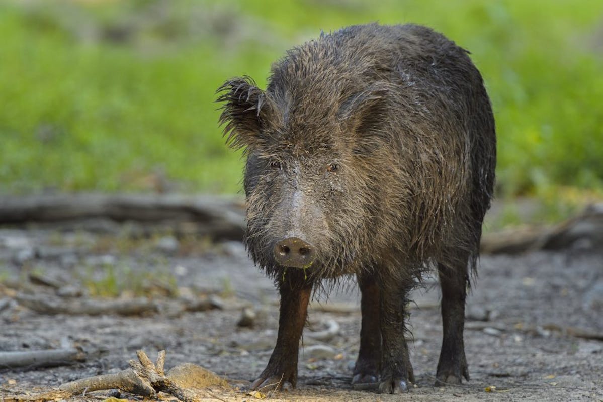 Radioactive Boar-Pig Hybrids Emerge From Fukushima Disaster Site, According To Study