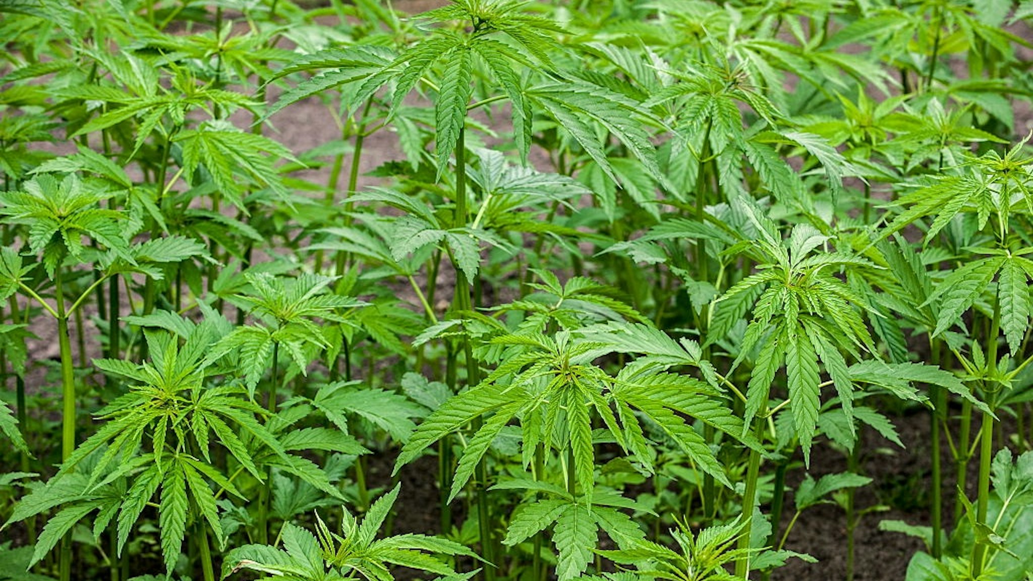 Cannabis / hemp (Cannabis sativa) plants growing in plantation.