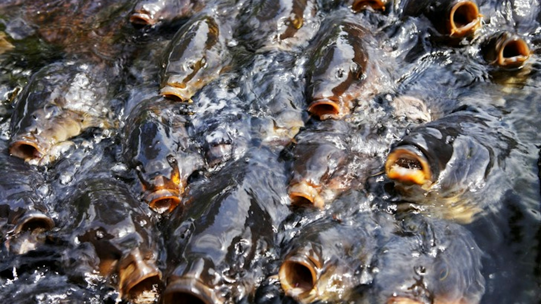 Koi carp in pond, close-up,