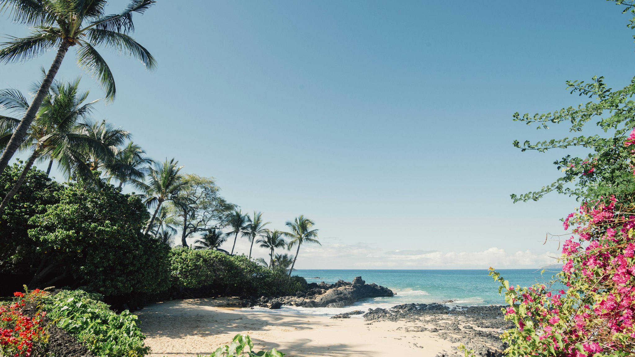 tropical beach with palm tree and flowers in makena, maui, hawaii