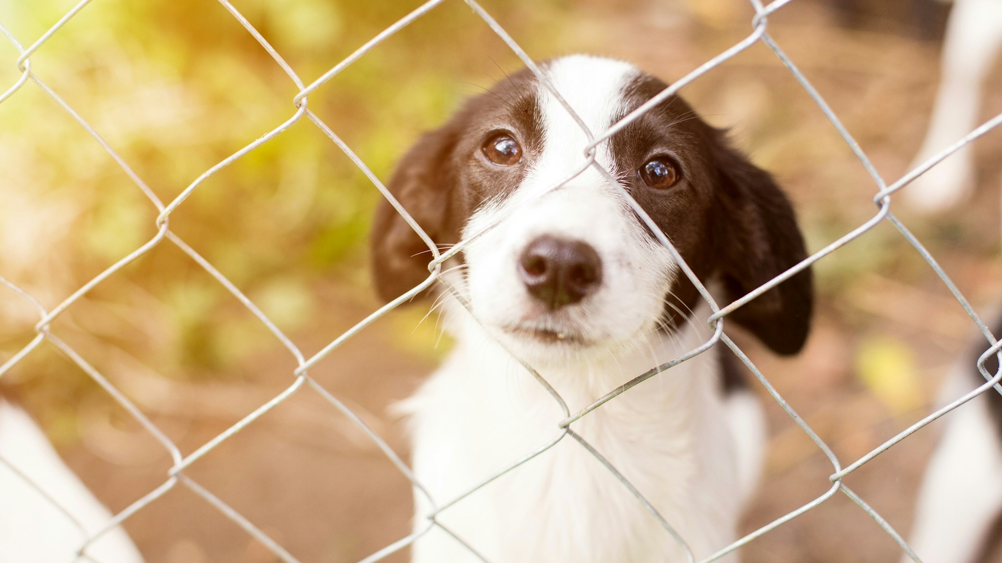 Homeless dog behind bars in an animal shelter.