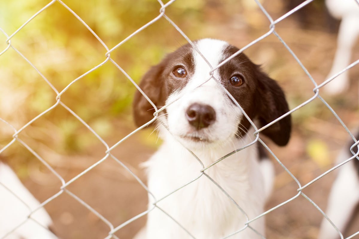 Shelter Dogs About To Be Rescued In Australia Shot Dead To Keep Volunteers From Leaving Homes To Pick Them Up