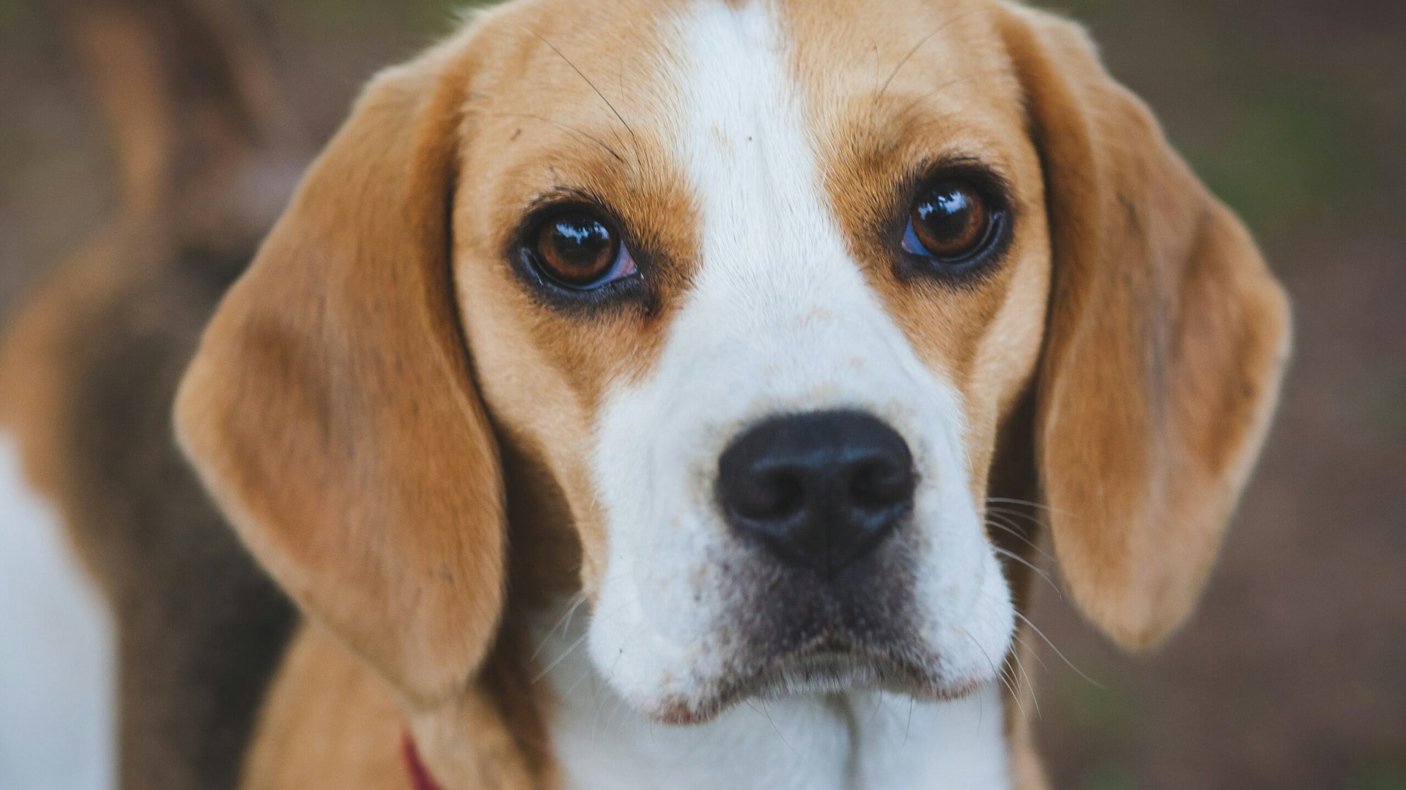 Close-Up Portrait Of Beagle Standing On Field - stock photo