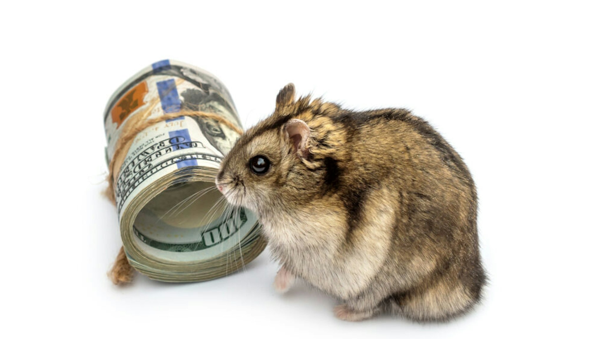 Hamster with rolled up dollar bills on white.