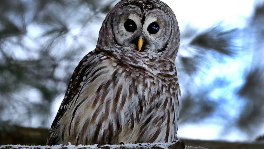 Hoo-Dunnit? Central Park’s Beloved ‘Barry’ The Owl Had Potentially Lethal Levels Of Rat Poison In Her System When She Flew Into A Truck