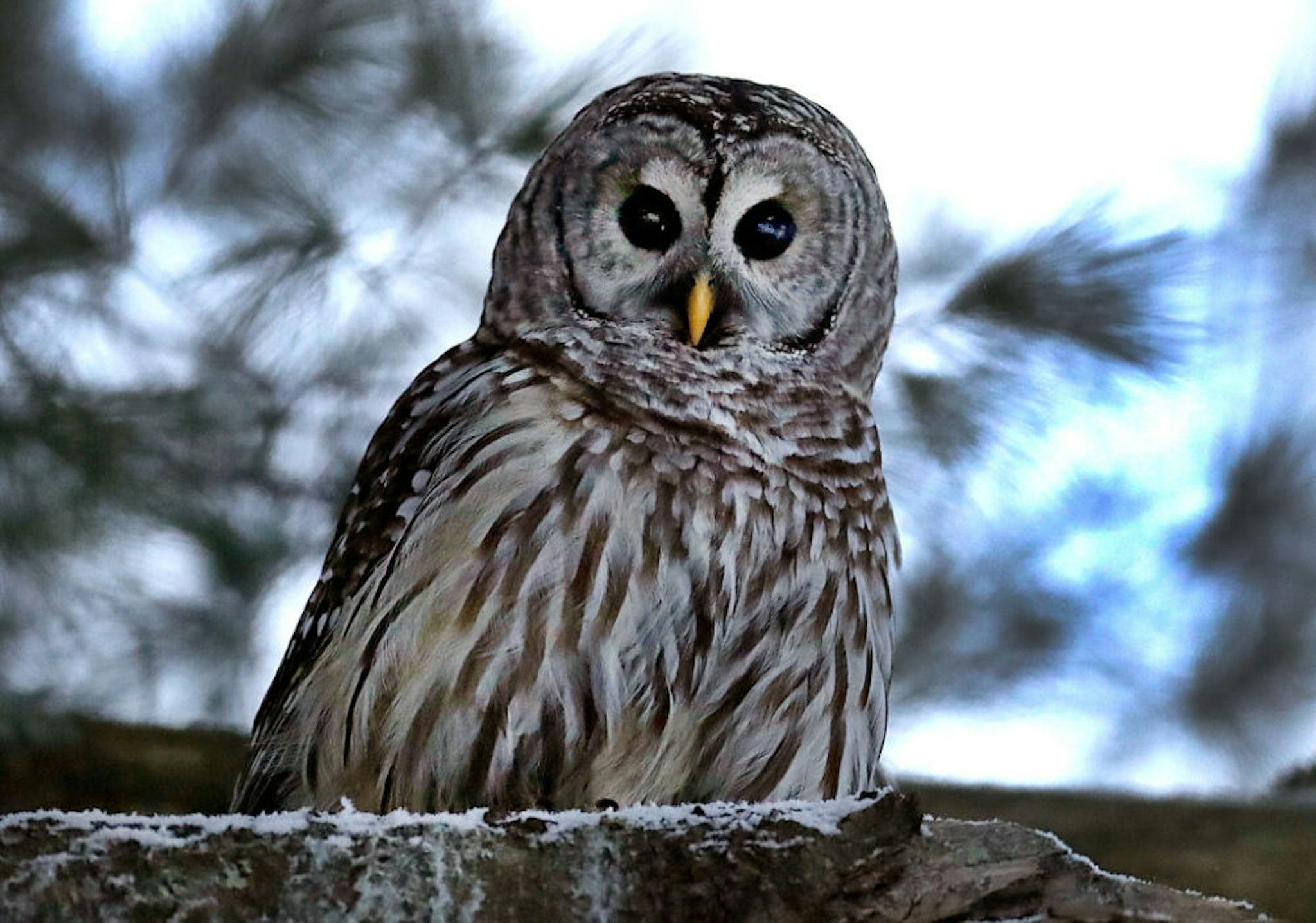 HOPKINTON - JANUARY 26: A barred owl struck by a car in Hopkinton on January 3, and rehabilitated at the Tufts Wildlife Clinic with an eye injury, is released by Westborough Animal Control Officer Melinda MacKendrick at Whitehall State Park in Hopkinton, MA on Jan. 26, 2021. The owl received oxygen, eye medication and fluids after it was brought in by a good Samaritan to the Tufts Wildlife Clinic.