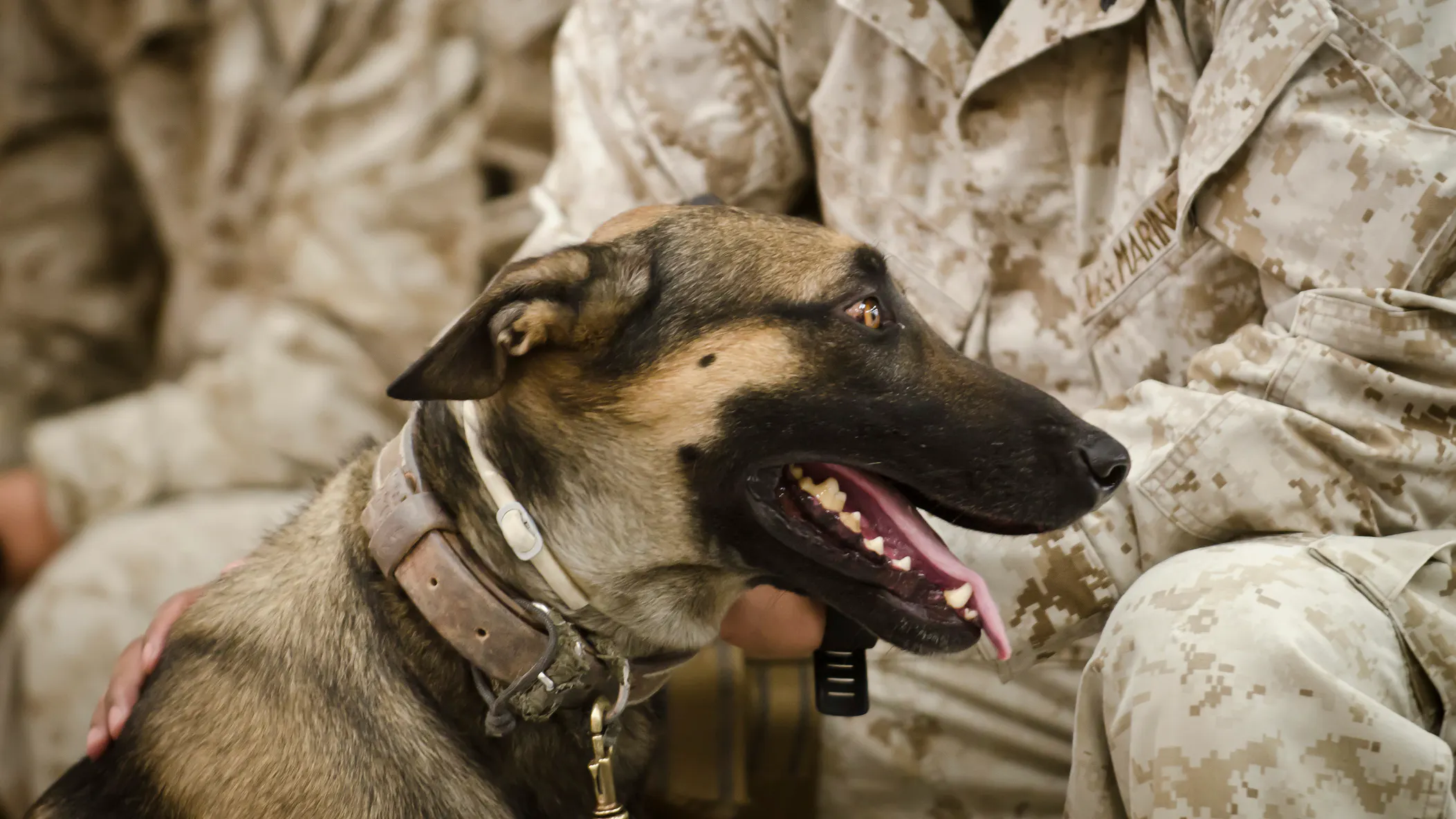 Biden Administration Denies Dogs Were Left Behind In Afghanistan By U.S., Kabul Rescue Group Blames CDC Rules