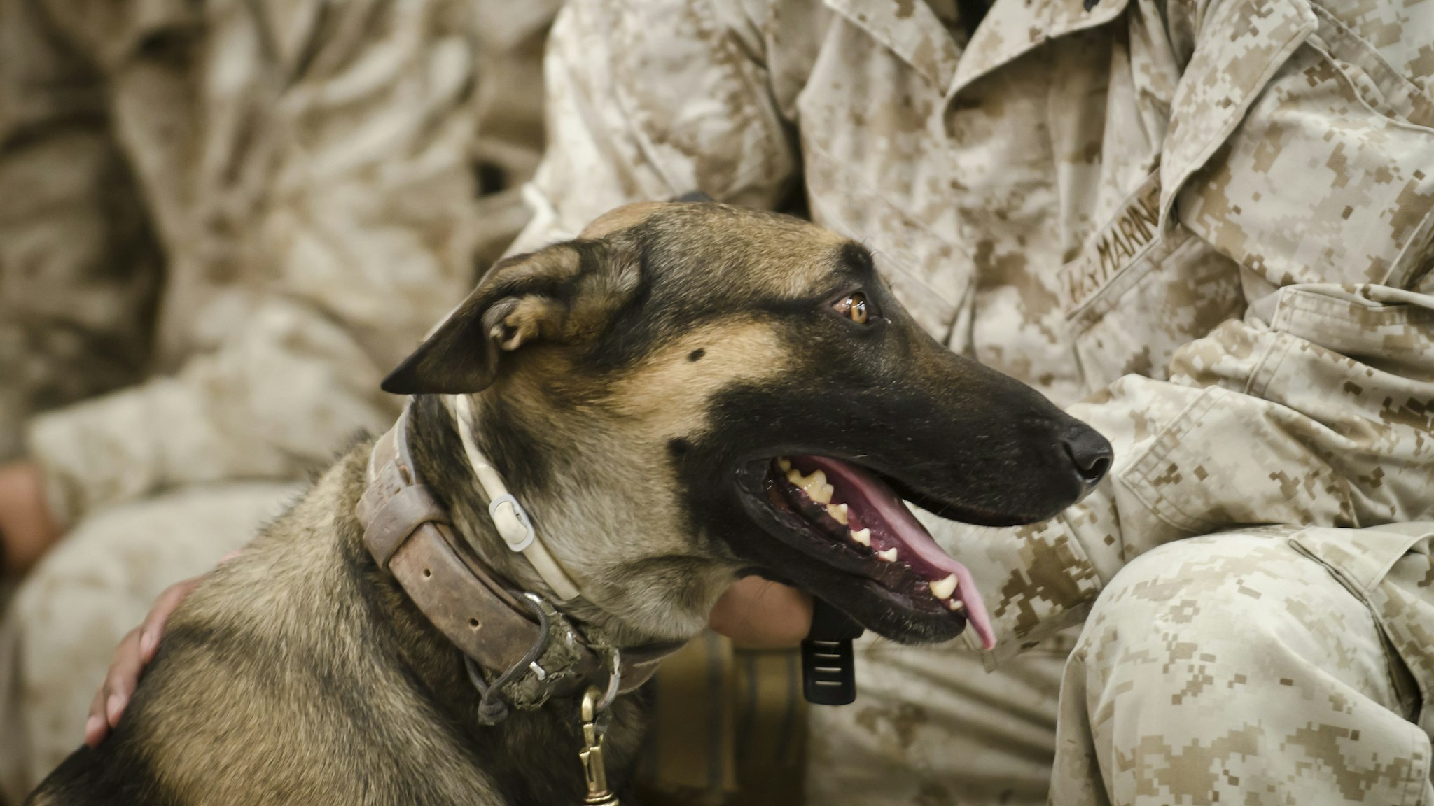 A military working dog sits at the feet of his dog handler. - stock photo