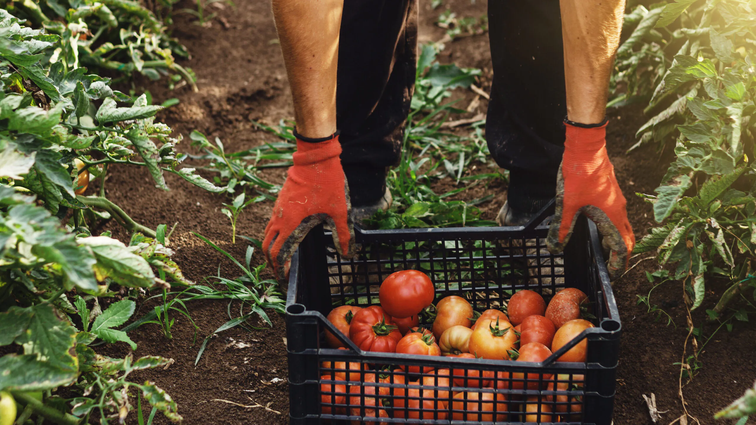 Biden Administration Still Discriminating Against White Farmers Even After Courts Ruled It Was Unconstitutional
