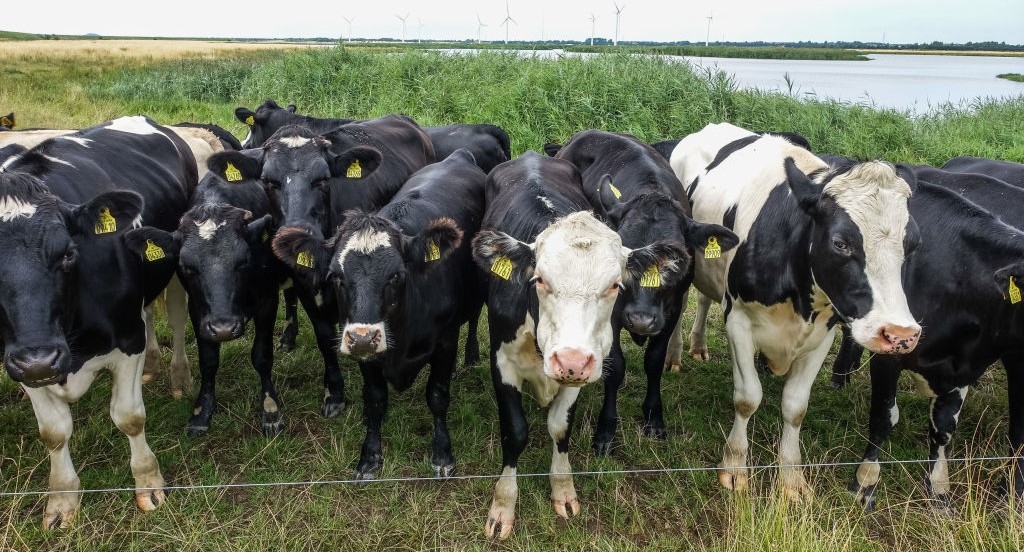 Cows aid in capturing criminal in North Carolina.
