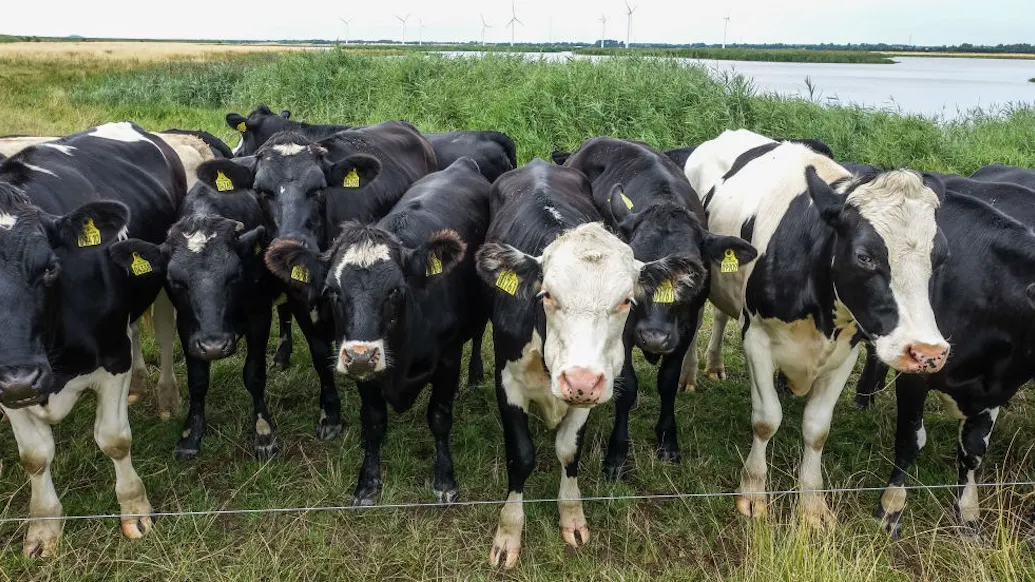 Justice Is…Bovine? Herd Of Cows Helps Round Up Criminal In North Carolina