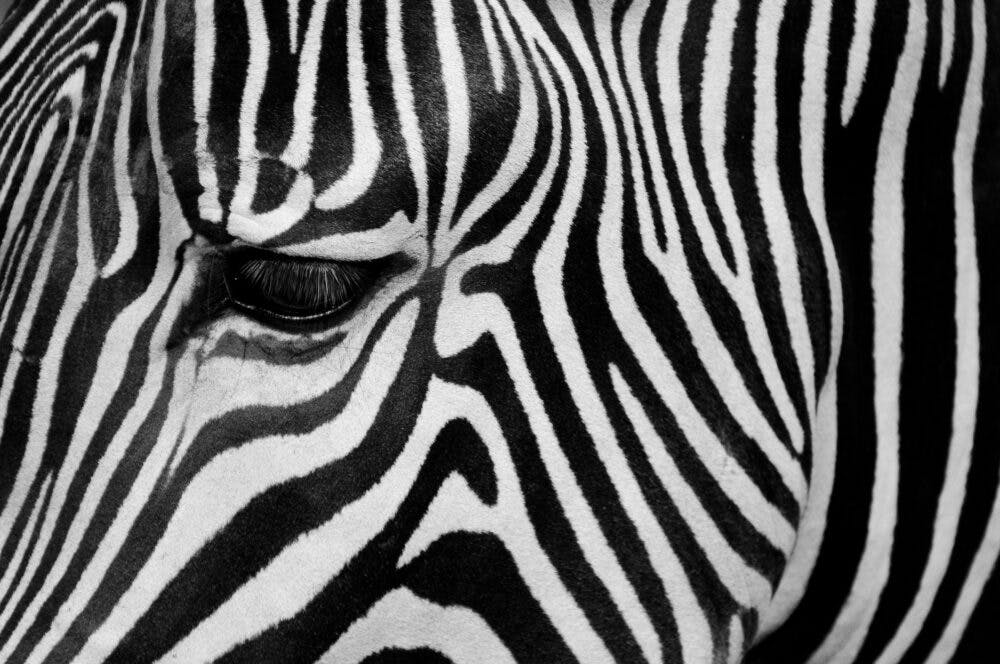 The Plan To Catch Escaped Zebras In Maryland? More Zebras The Daily Wire