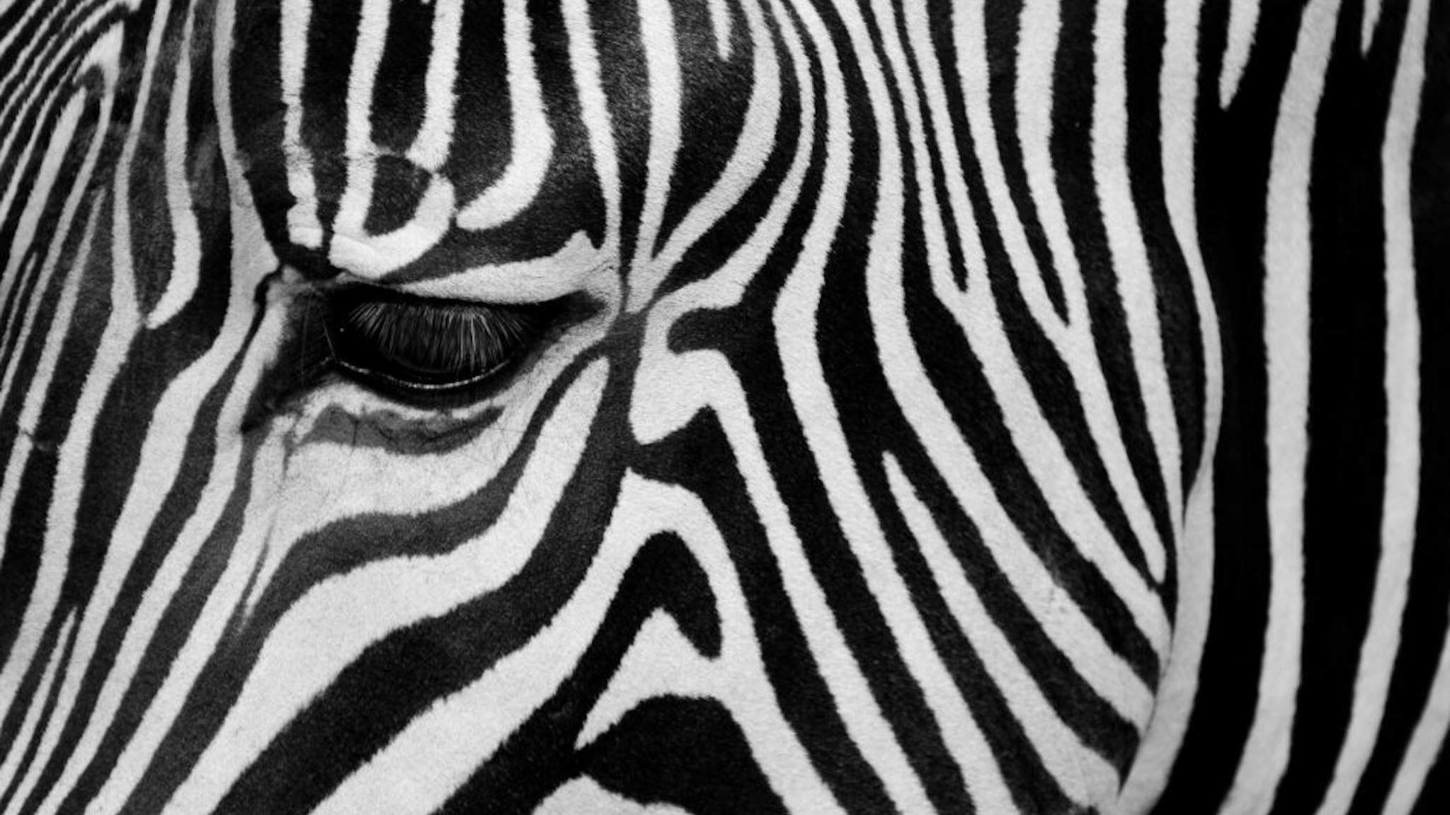 Close up of a zebra's eye and striped coat