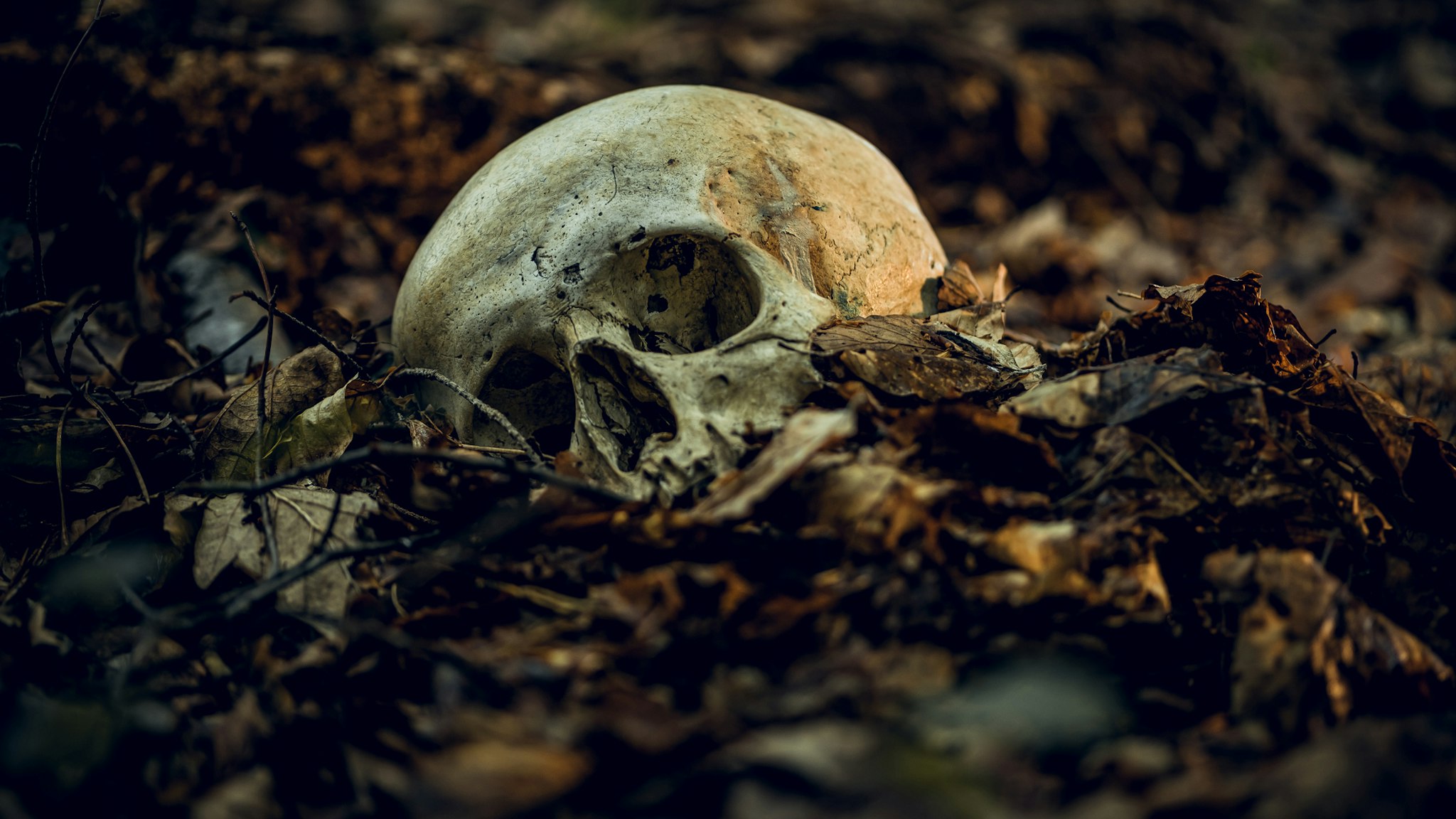 Human skull in dry autumn leaves