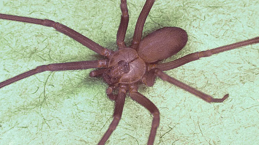 Another ‘Rust’ Tragedy: Crew Member Bitten By Venomous Spider, May Lose Arm