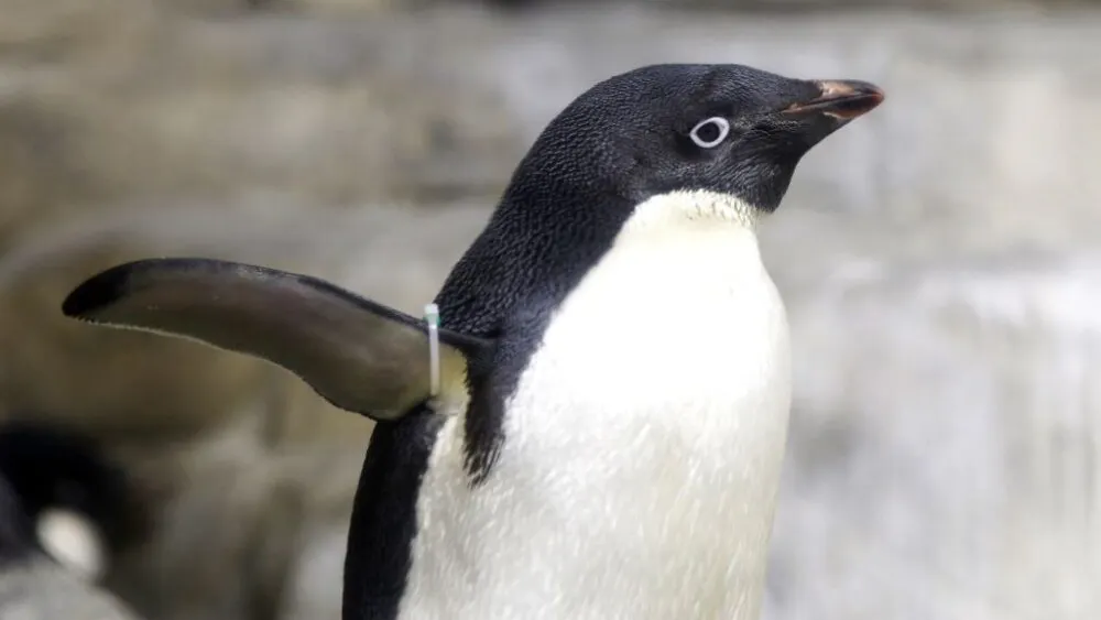 Wild Penguin Waddles Ashore 2,000 Miles From Antarctica