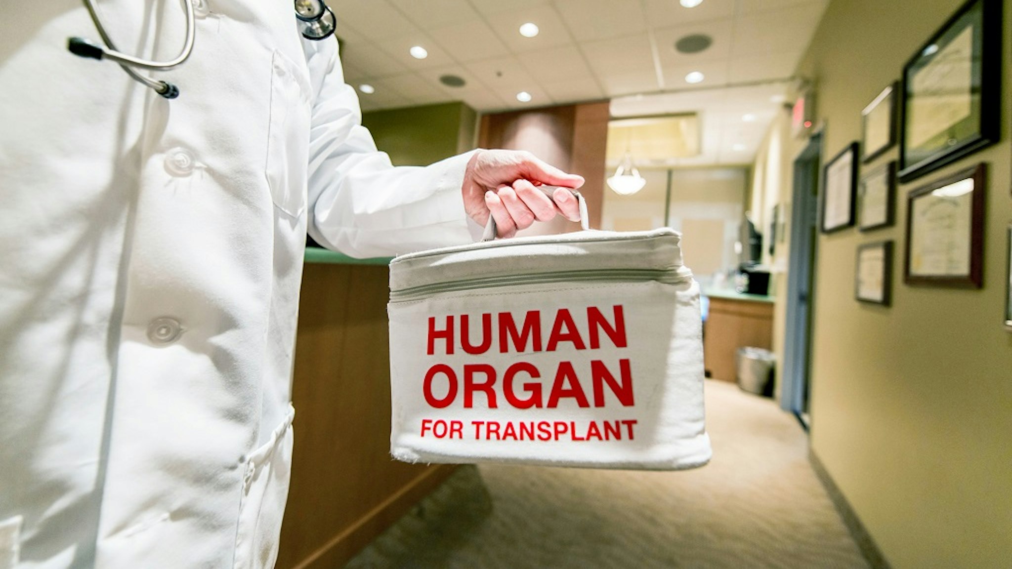 A doctor taking or delivering a bag containing a human organ for transplant.