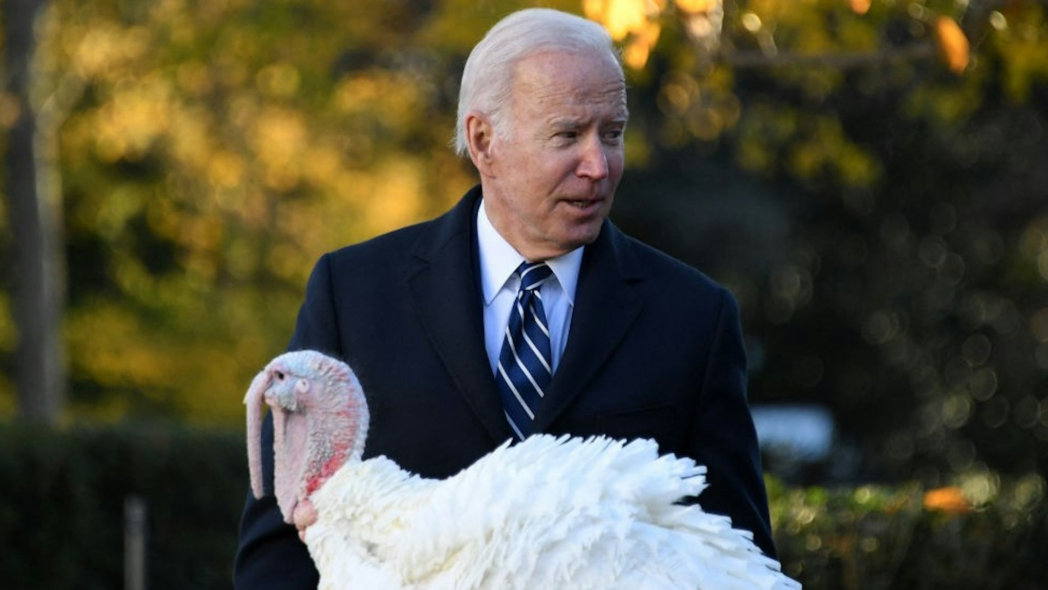 US President Joe Biden pardons the turkey 'Peanut Butter' during the White House Thanksgiving turkey pardon in the Rose Garden of the White House in Washington, DC on November 19, 2021. (Photo by OLIVIER DOULIERY / AFP) (Photo by