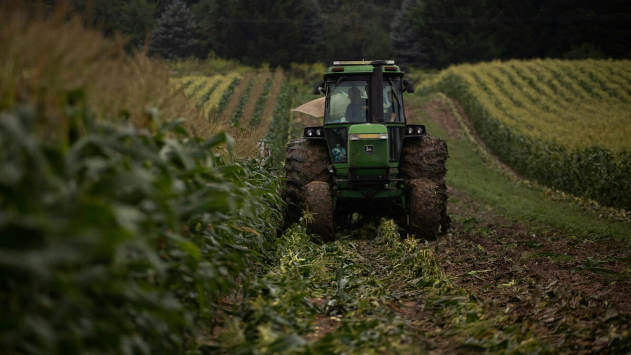 A tractor drives through corn fields at a farm in Lansing, Michigan, U.S., on Thursday, Aug. 12, 2021.