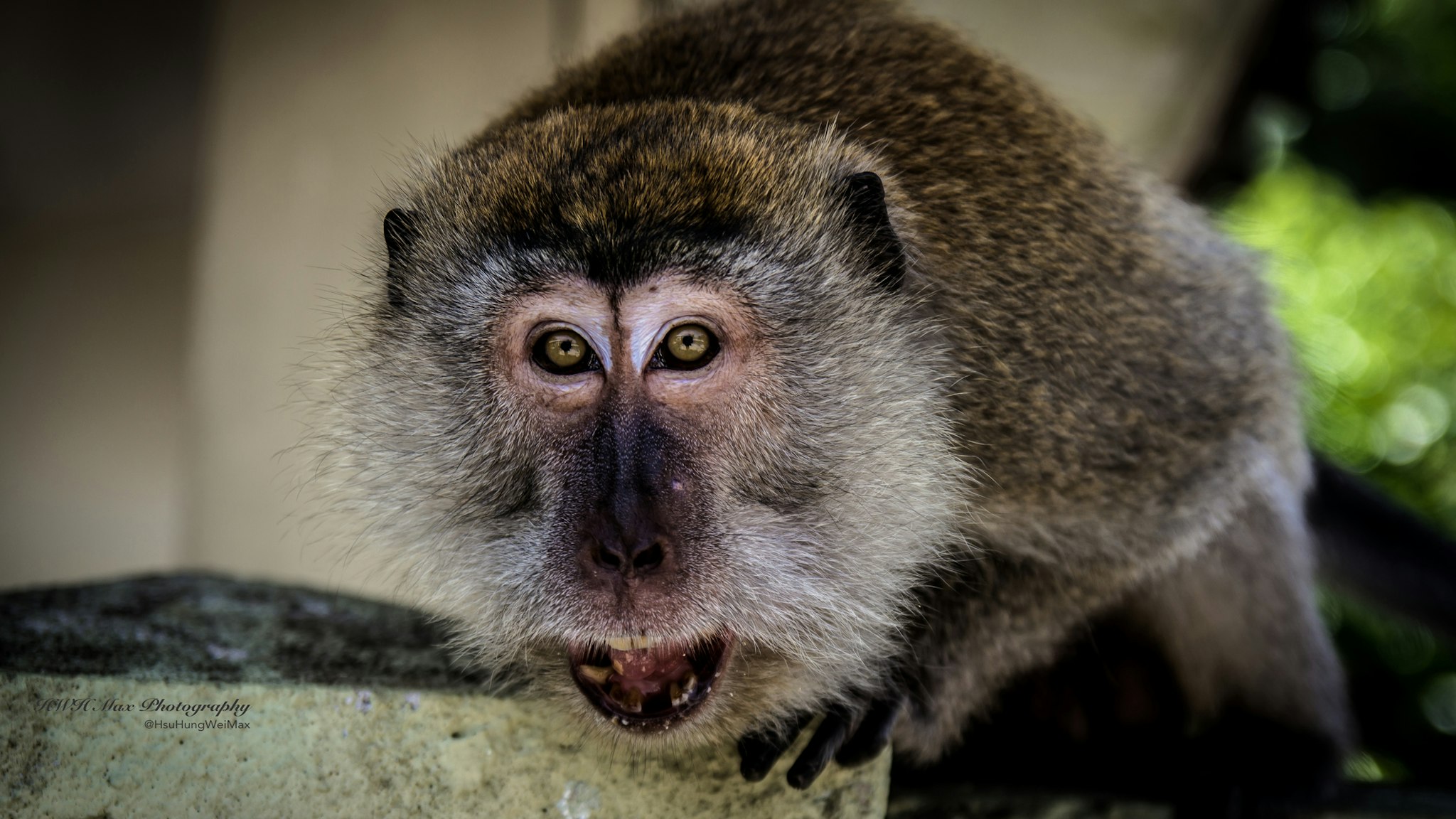 Cynomolgus monkey - stock photo
