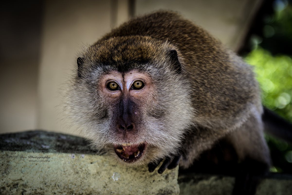 Woman Receiving Treatment After Monkey Hissed In Her Face Following