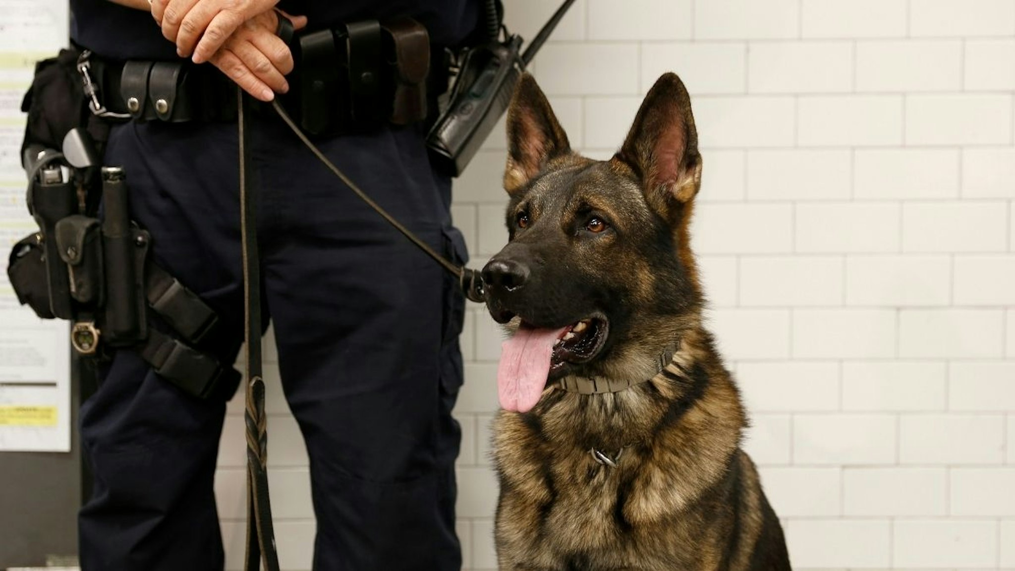 New York City Police officer stands guard with K-9 police dog in a metro station in New York, United States on 17 September, 2014.