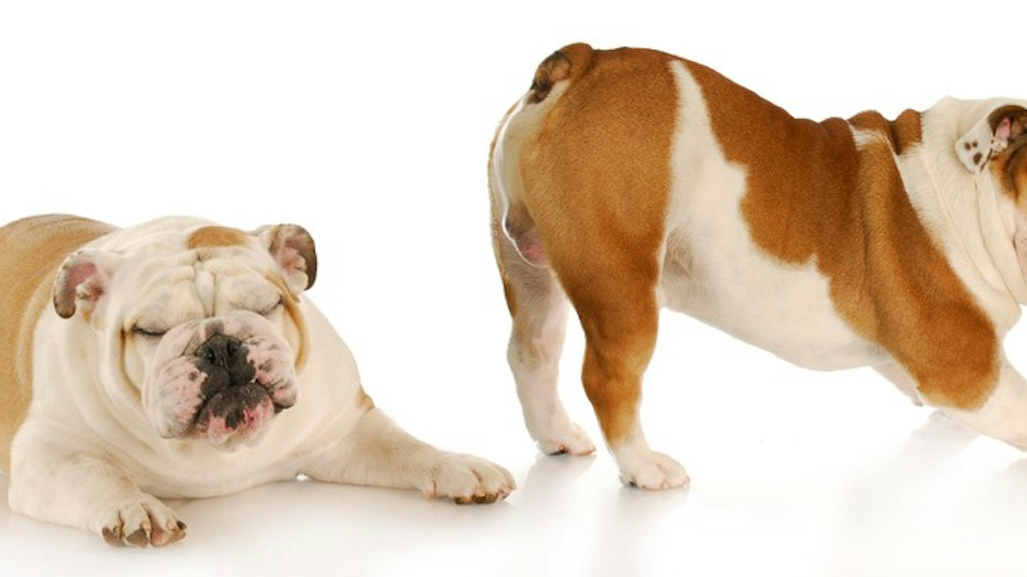 english bulldog disgusted by the smell of another dogs bum with reflection on white background