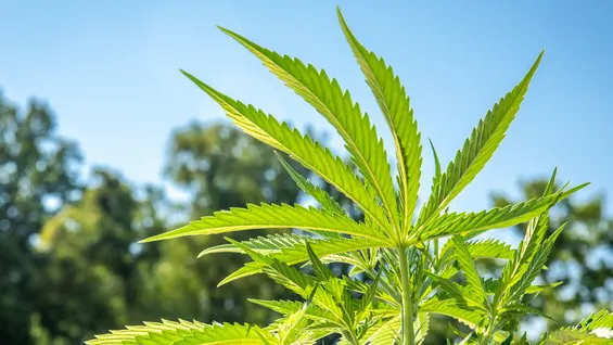 Cannabis Prevents COVID Infection In Lab Study