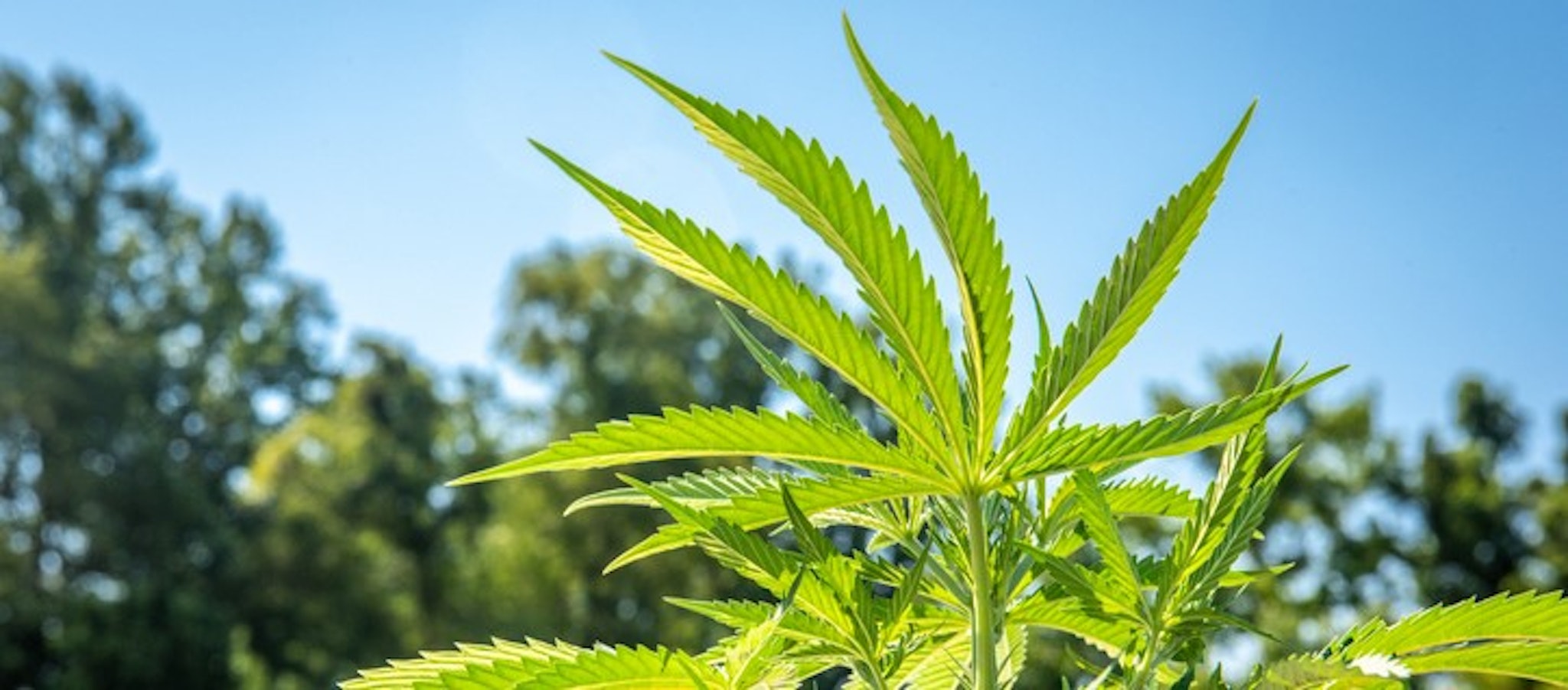 Industrial Hemp (Cannabis sativa) being grown in Queenstown, MD USA