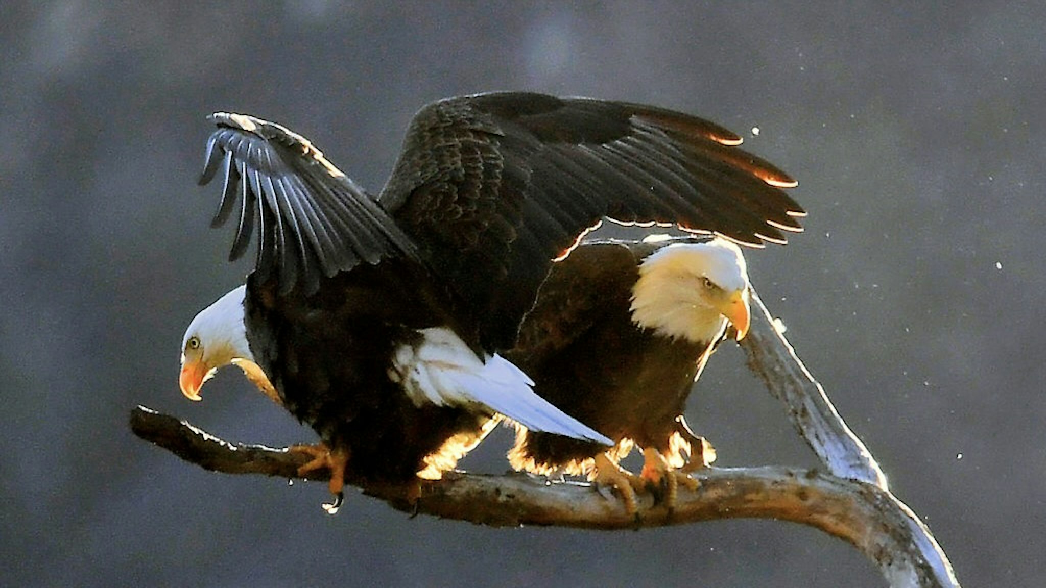 Contributor Archive - Travel Features 2022 Los Angeles, CA - January 05: Two American Bald Eagles seen at San Gabriel Reservoir on January 05, 2022 in Los Angeles, CA. (Photo by Nick Ut/Getty Images) Nick Ut / Contributor