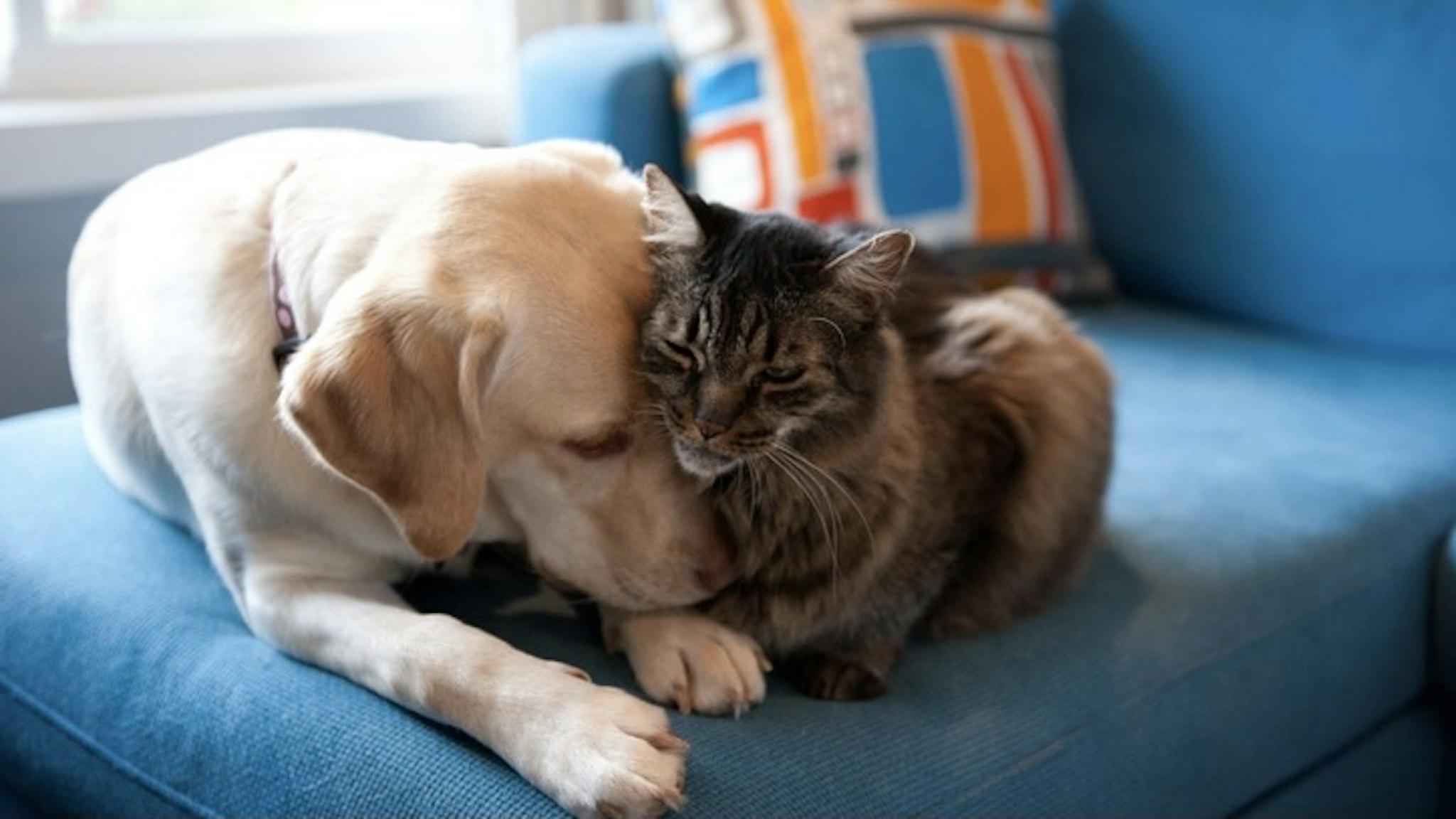 Dog and cat - stock photo Yellow Labrador retriever and Maine coon cat cuddling together on a blue couch. Kimberlee Reimer via Getty Images