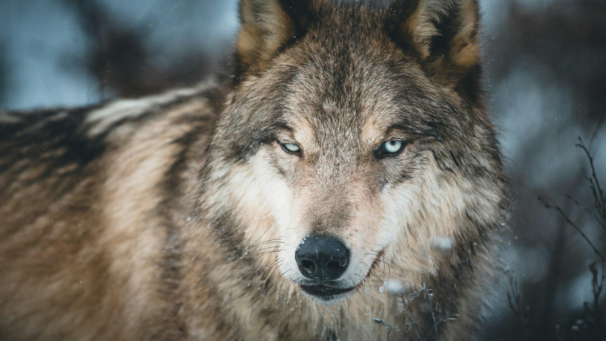Close-up portrait of a grey wolf, Golden, British Columbia, Canada - stock photo