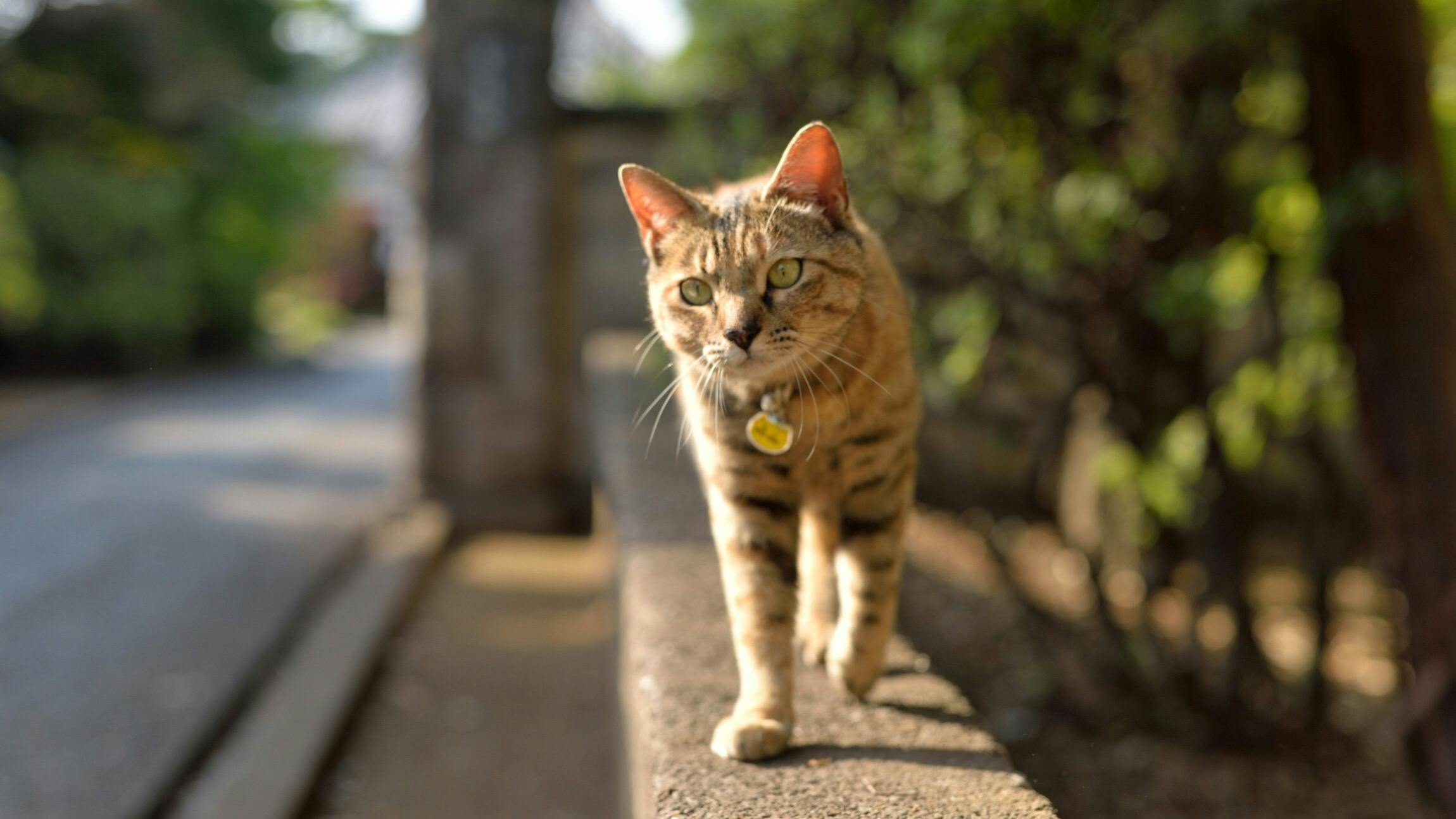 Teen, 12YearOld Under Arrest After Allegedly Siccing Dogs On Family Cat