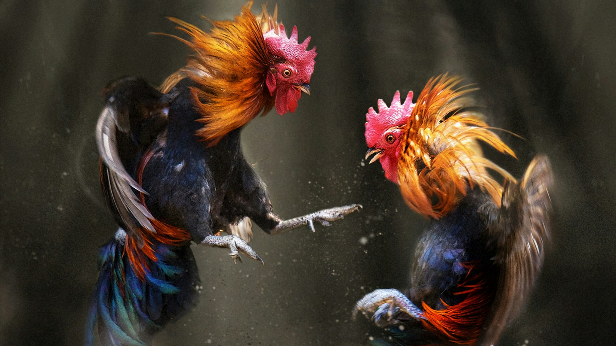 Cock fight.