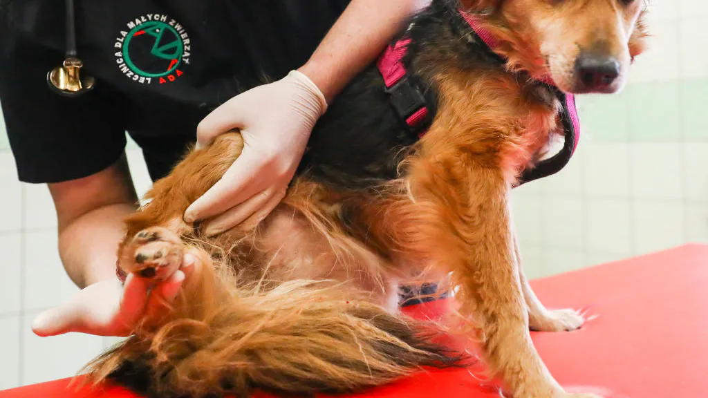 Brave Veterinarian Rescuing Injured Animals In Ukraine Battle Zone