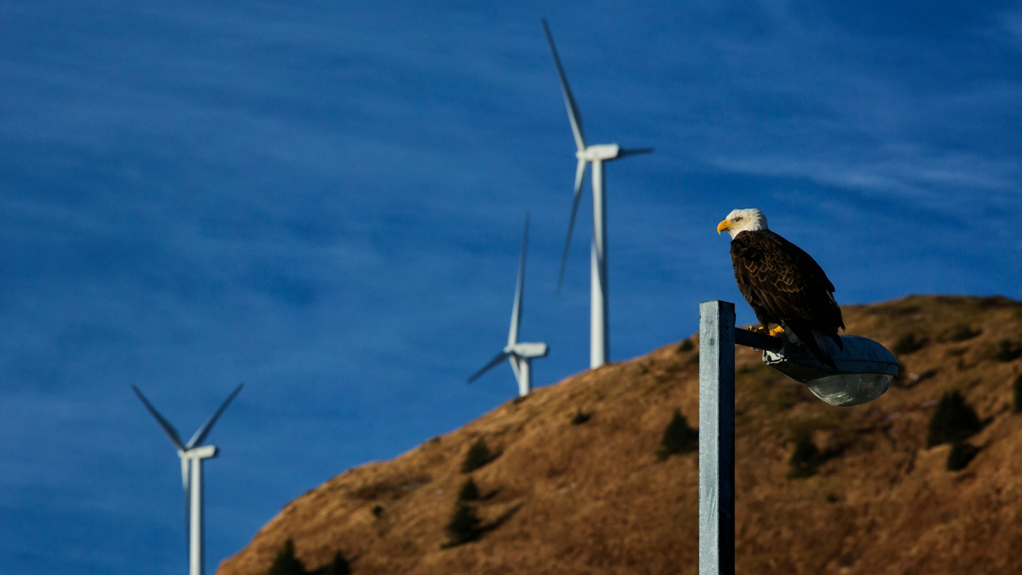 Bald eagle perched on lamp post in downtown Kodiak with wind turbines in background, Southwest Alaska - stock photo
