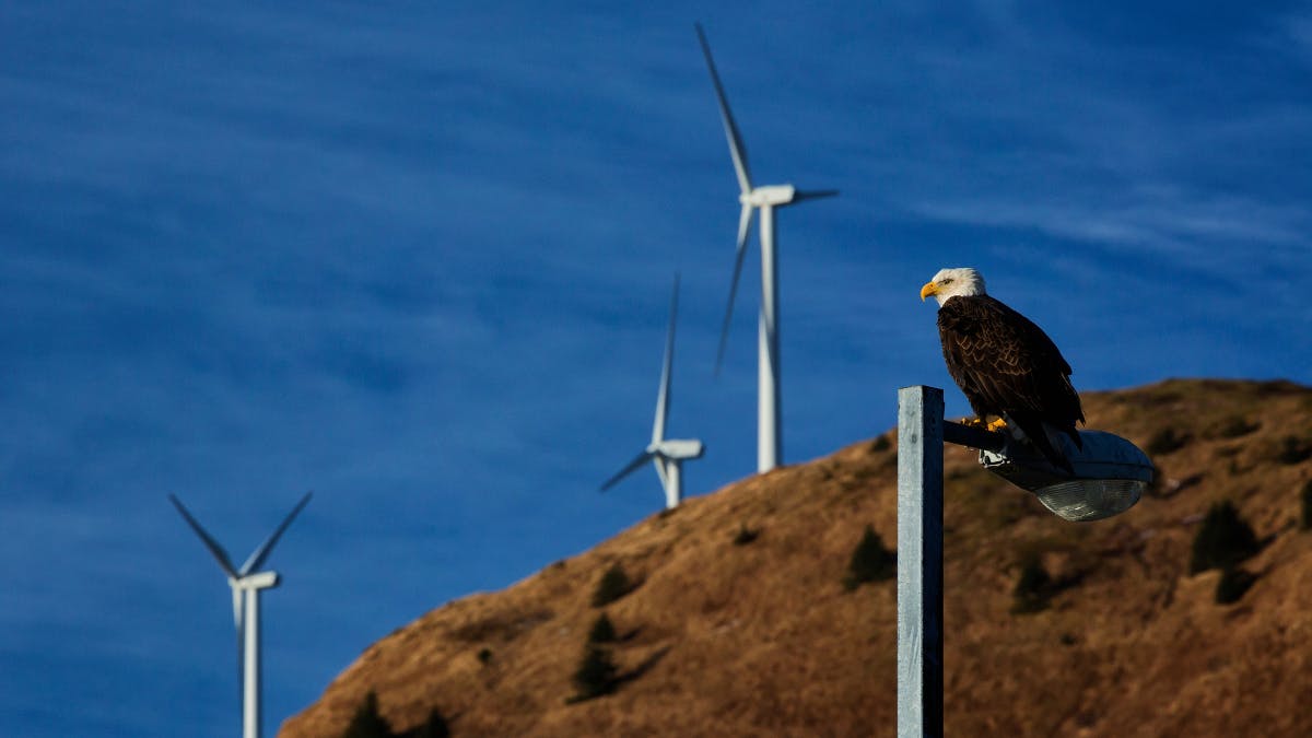 Wind Energy Company Fined $8 Million After Turbines Kill At Least 150 Eagles 1 image