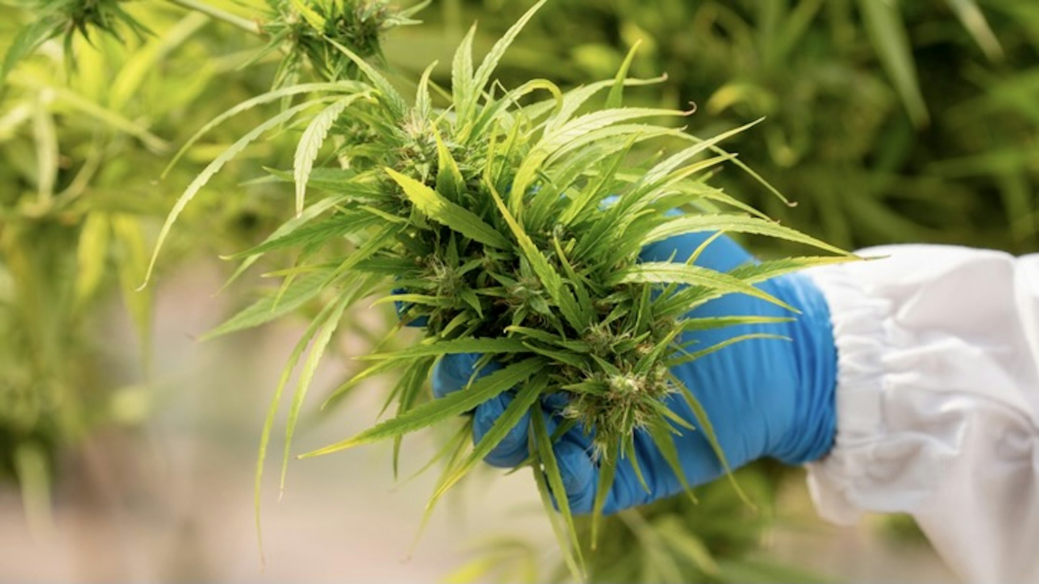 Cannabis research concepts,cbd oil,Pharmaceutical industry. - stock photo Scientist checking and analyzing hemp plants in the field,Cannabis research concepts,cbd oil,Pharmaceutical industry. Visoot Uthairam via Getty Images