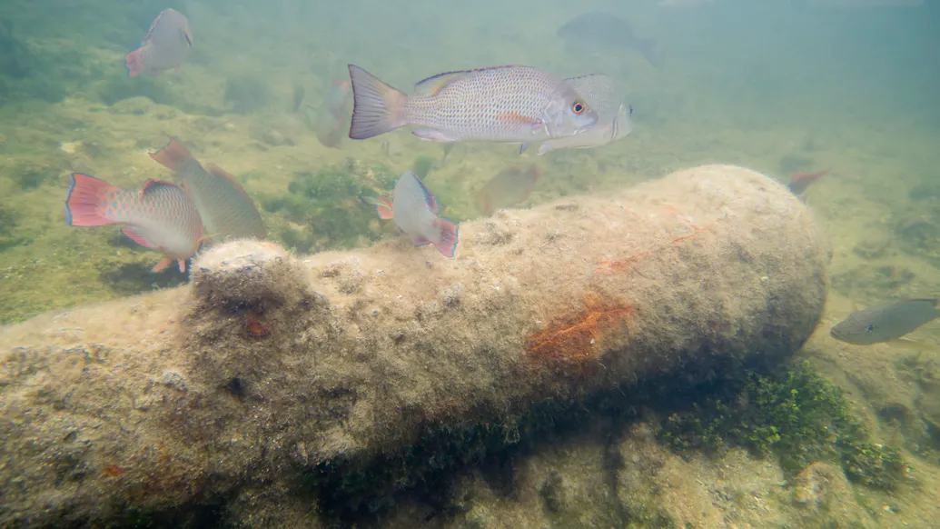 Cannons Found In Georgia River Believed To Be From British Ships During The American Revolutionary War