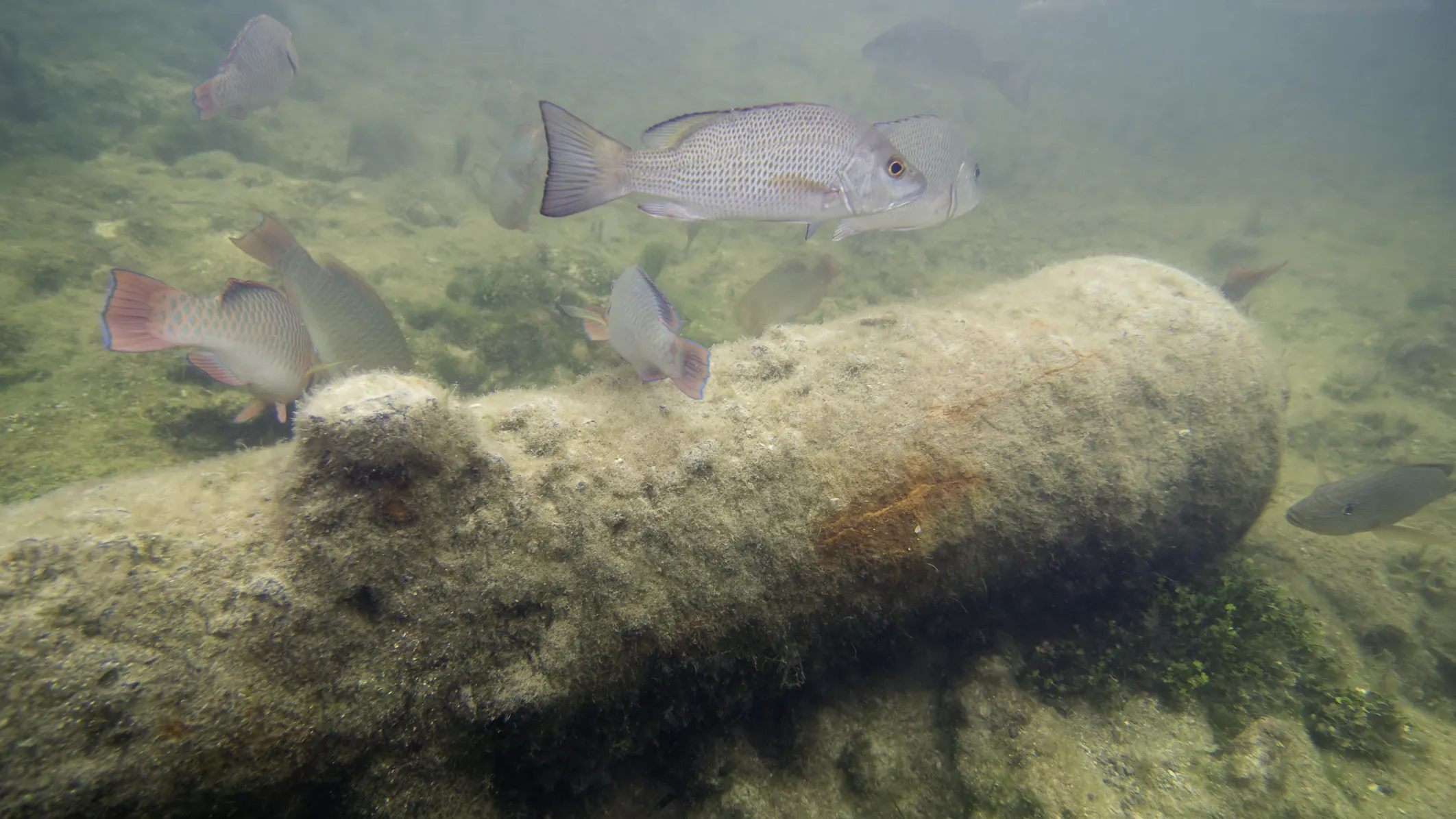 Cannons Found In Georgia River Believed To Be From British Ships During The American Revolutionary War