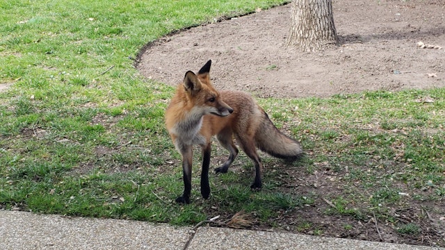 A red fox spotted outside the north side of the Russell Senate Office Building in Washington on April 4, 2022