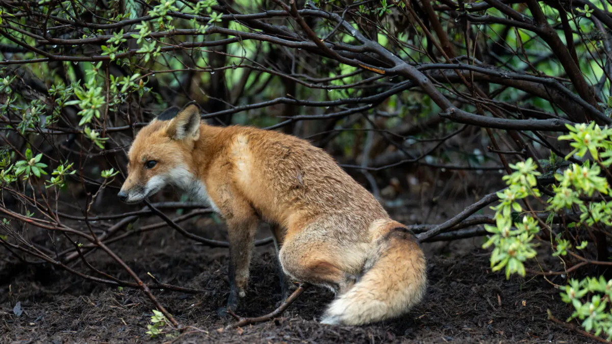 ‘Felt Something Lunge’: Fox Attacks Dem Congressman On Capitol Grounds