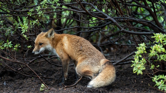 A red fox spotted outside the north side of the Russell Senate Office Building in Washington on Tuesday, April 5, 2022