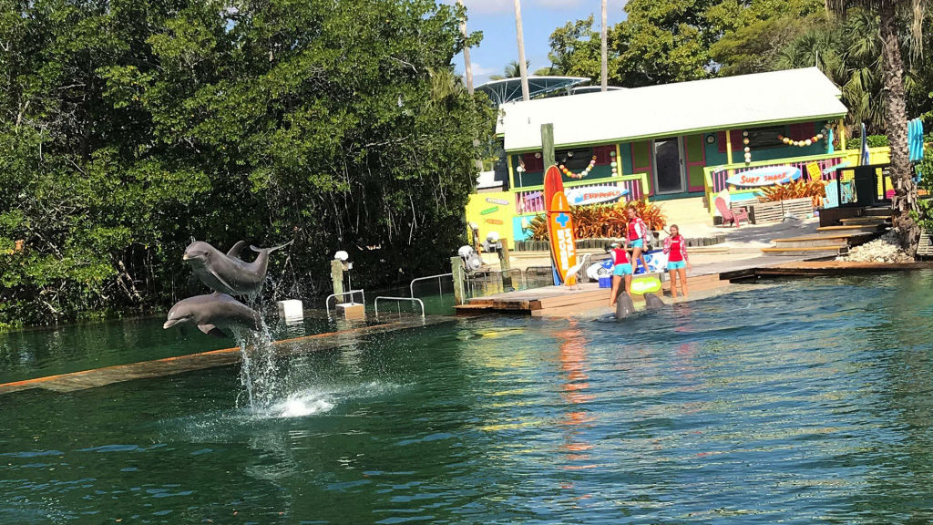 WATCH Dolphin Goes Rogue Attacks Trainer During Routine At Miami Seaquarium