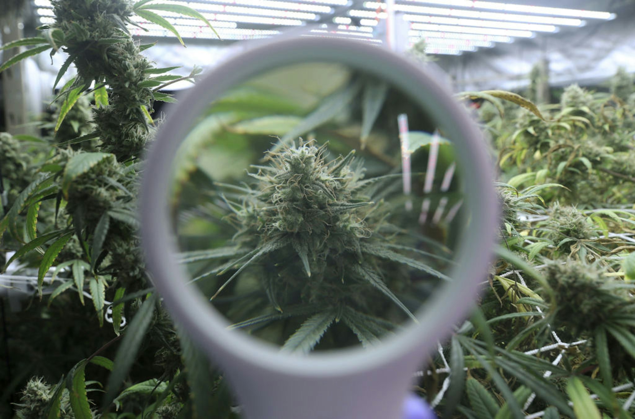 A flowering cannabis plant is seen through a magnifying glass at a tour called &quot;Chitiva,&quot; given by workers at Prescribd, a cannabis cultivation company, at one of its cultivation centers Saturday, July 17, 2021, in Bridgeview, Illinois. The interactive tour shows the start-to-finish process of growing cannabis.